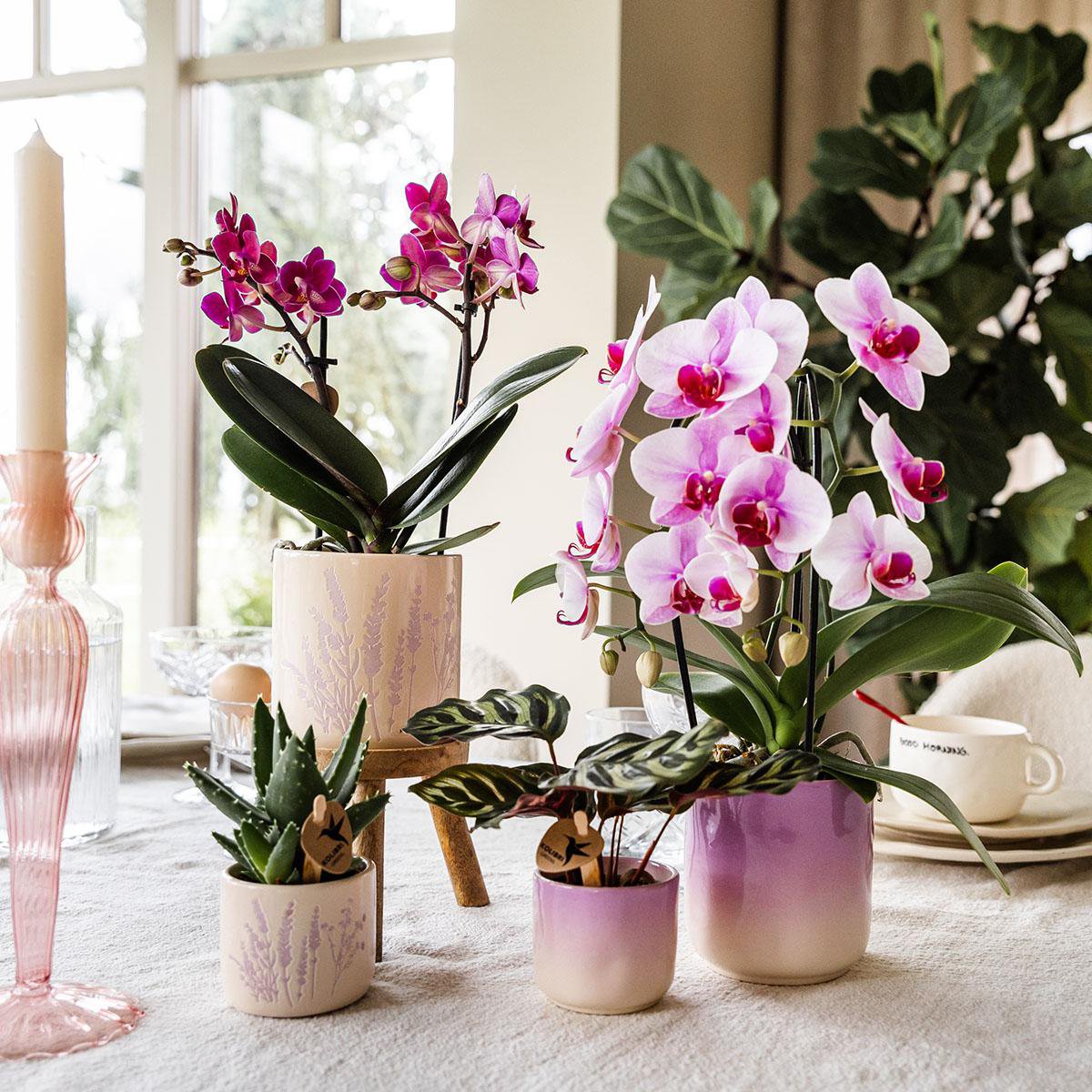 Pink Orchid Ombre Pot Pink White Ø9cm