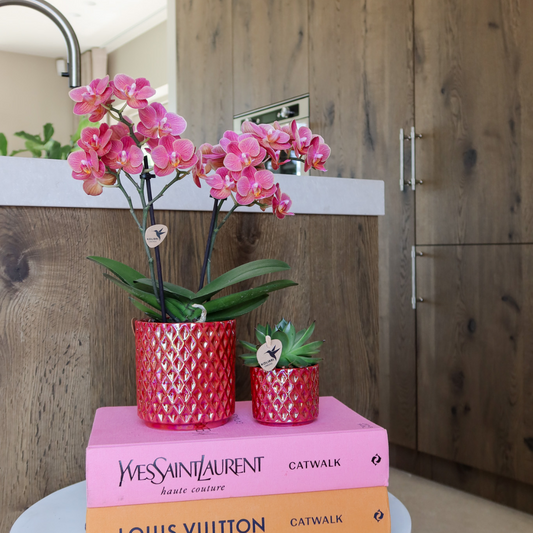 Rode phalaenopsis orchidee Ruby Pot rood potmaat Ø9cm