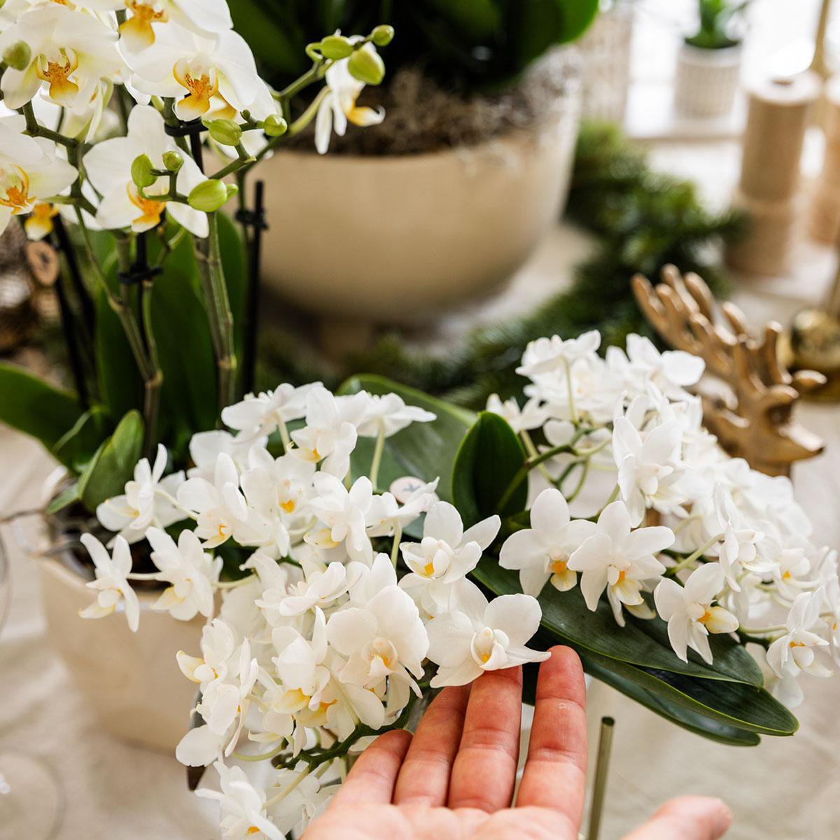 Serene White Set van 5 planten in pot Ø9cm & Ø6cm