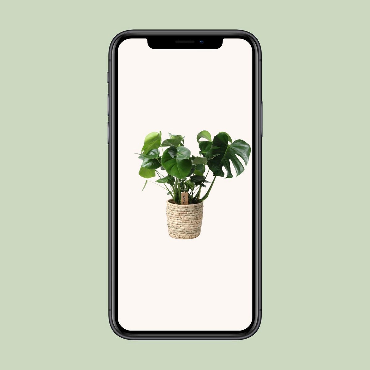Monstera in rotan Look Siermand Ø21cm - ↕60 cm