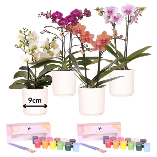 Schilder Verfpakket van 4 bloempotten + orchideeën voor 4 personen