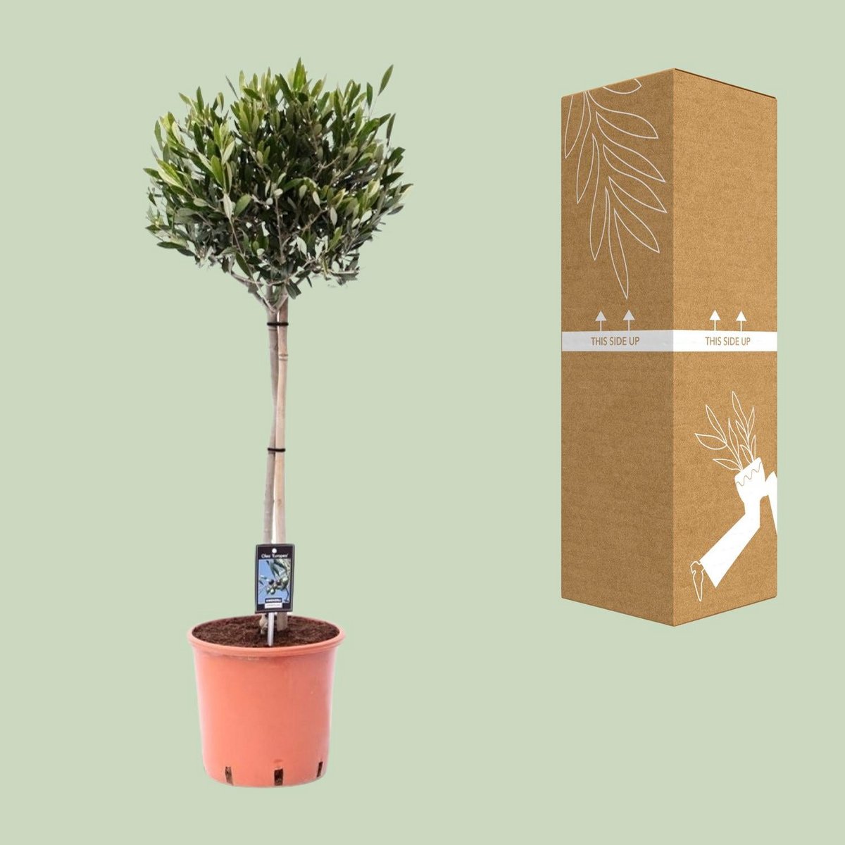 Olijfboom Ø22cm - ↕100cm