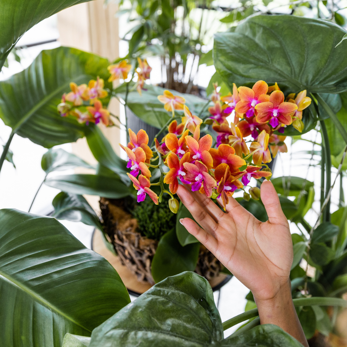 Bundel van 2 geurende oranje Phalaenopsis orchideeën potmaat Ø12cm