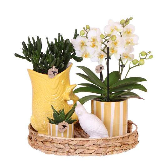 Gift Sunkissed Plantenset met witte Phalaenopsis Orchidee incl. keramieken sierpotten