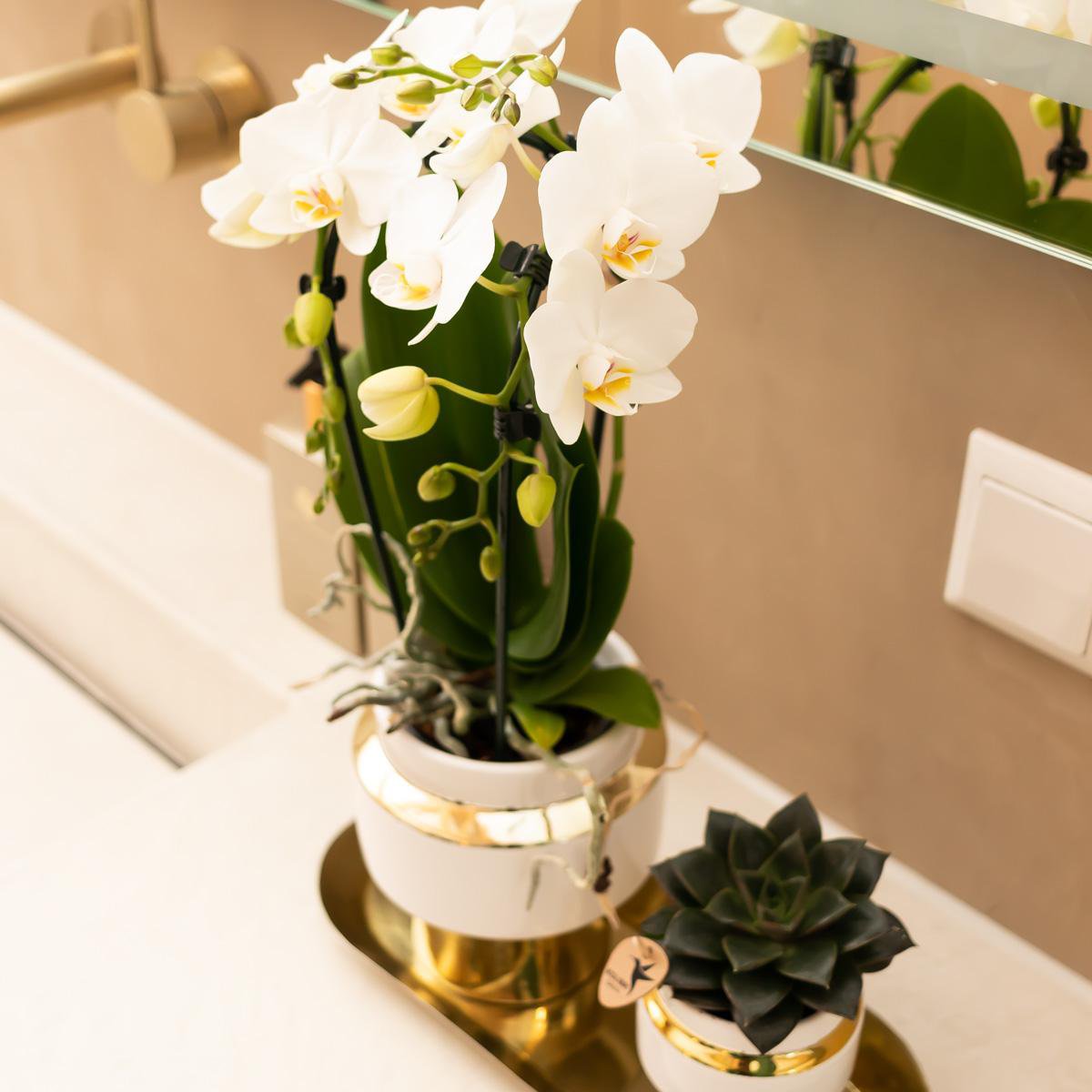 Luxe Set van witte orchidee en Succulent op Gouden dienblad