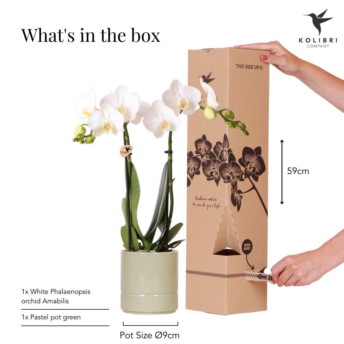Witte Phalaenopsis orchidee Pastel pot Green potmaat Ø9cm