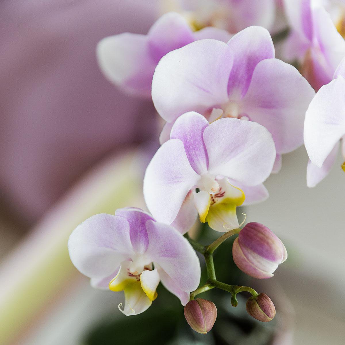 Roze phalaenopsis orchidee Portugal potmaat Ø9cm