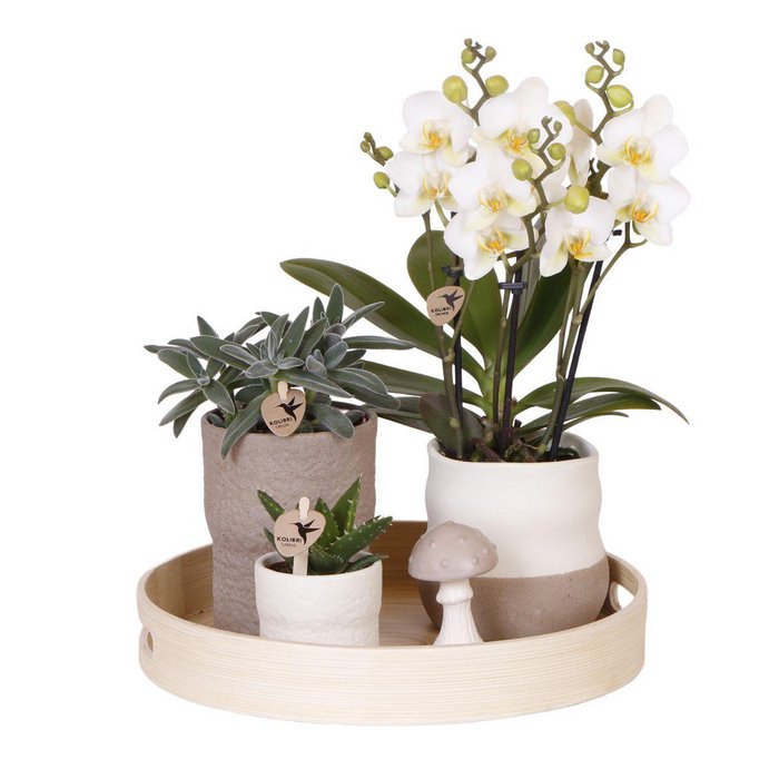 Zen Garden Gift Set Witte Phalaenopsis Orchidee en Succulenten incl. keramieken sierpotten