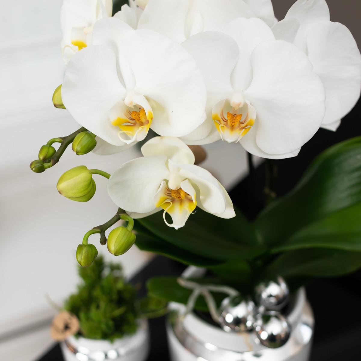Luxe Set van witte orchidee en Succulent op zilveren dienblad
