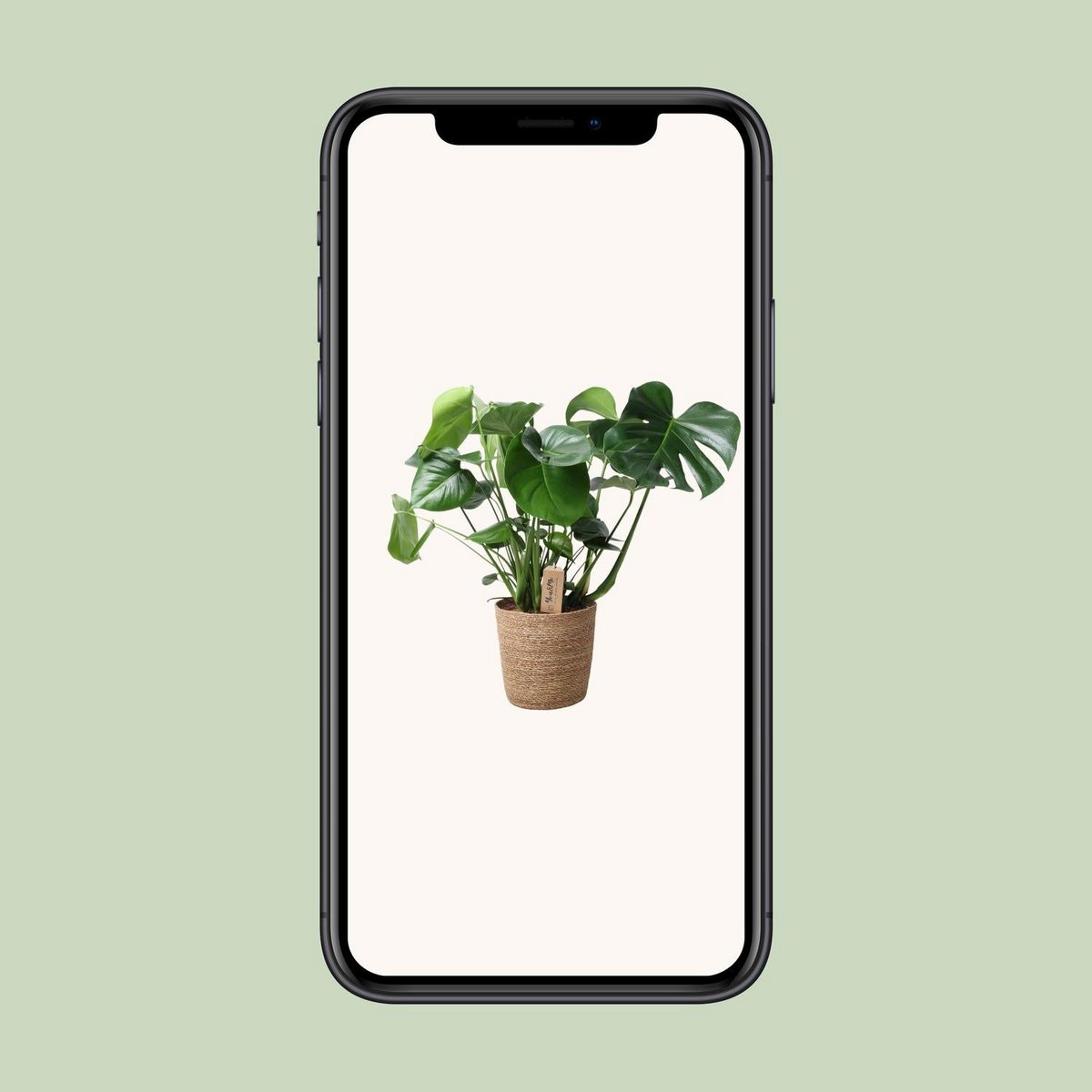 Monstera Gatenplant in siermand natural Ø21 cm – ca. 60 cm hoog
