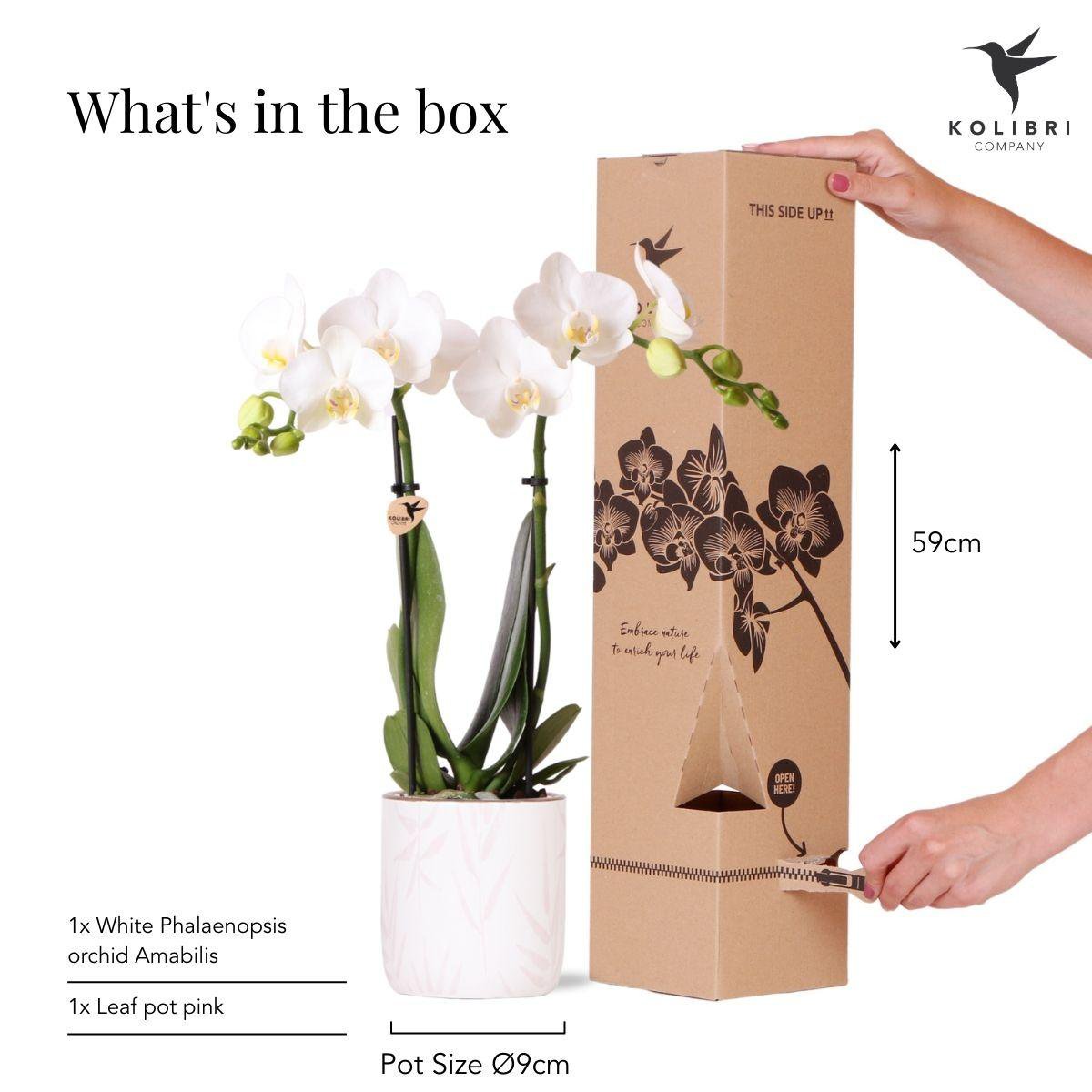 Witte Phalaenopsis orchidee Leafs Patroon pot Pink potmaat Ø9cm