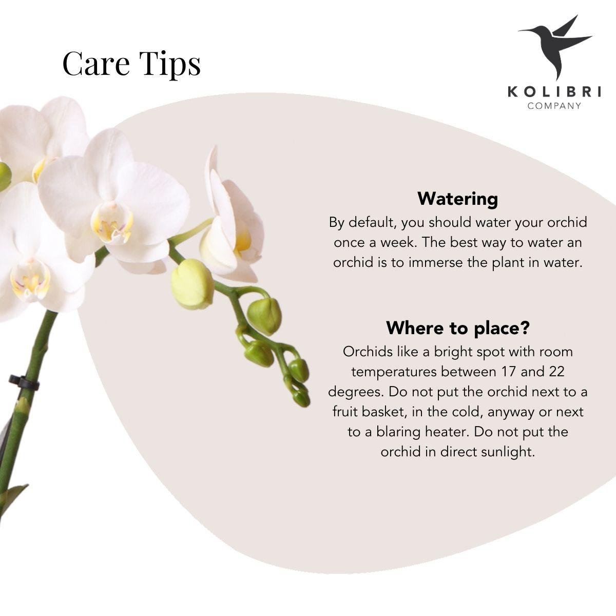 Witte Phalaenopsis orchidee luxe zilveren pot Ø9cm