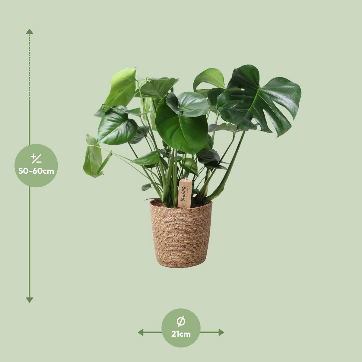 Monstera Gatenplant in siermand natural Ø21 cm – ca. 60 cm hoog