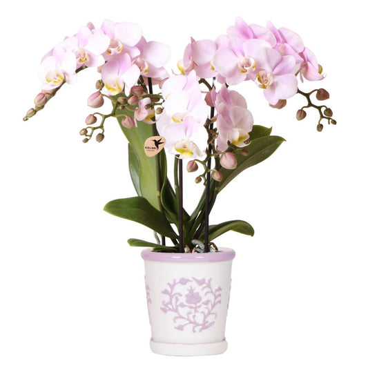 Roze orchidee Dutch Roze sierpot Wit Ø9cm