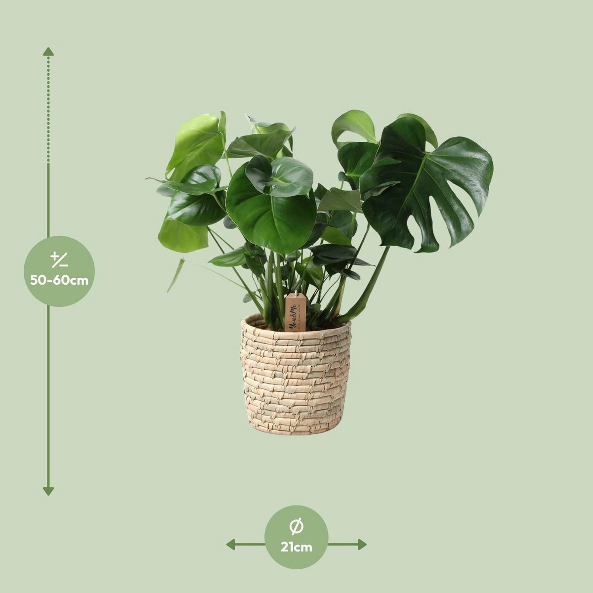 Monstera in rotan Look Siermand Ø21cm - ↕60 cm