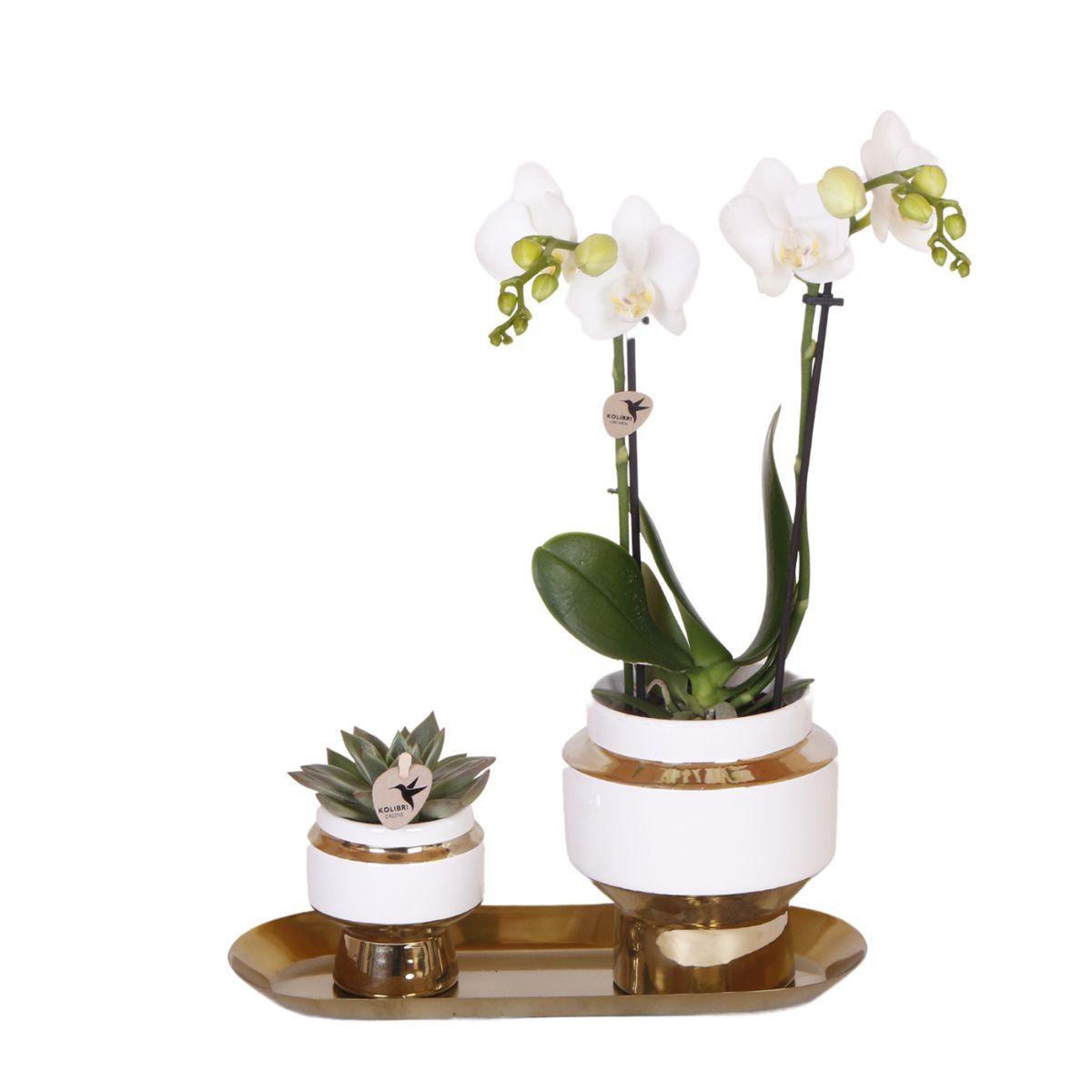 Luxe Set van witte orchidee en Succulent op Gouden dienblad