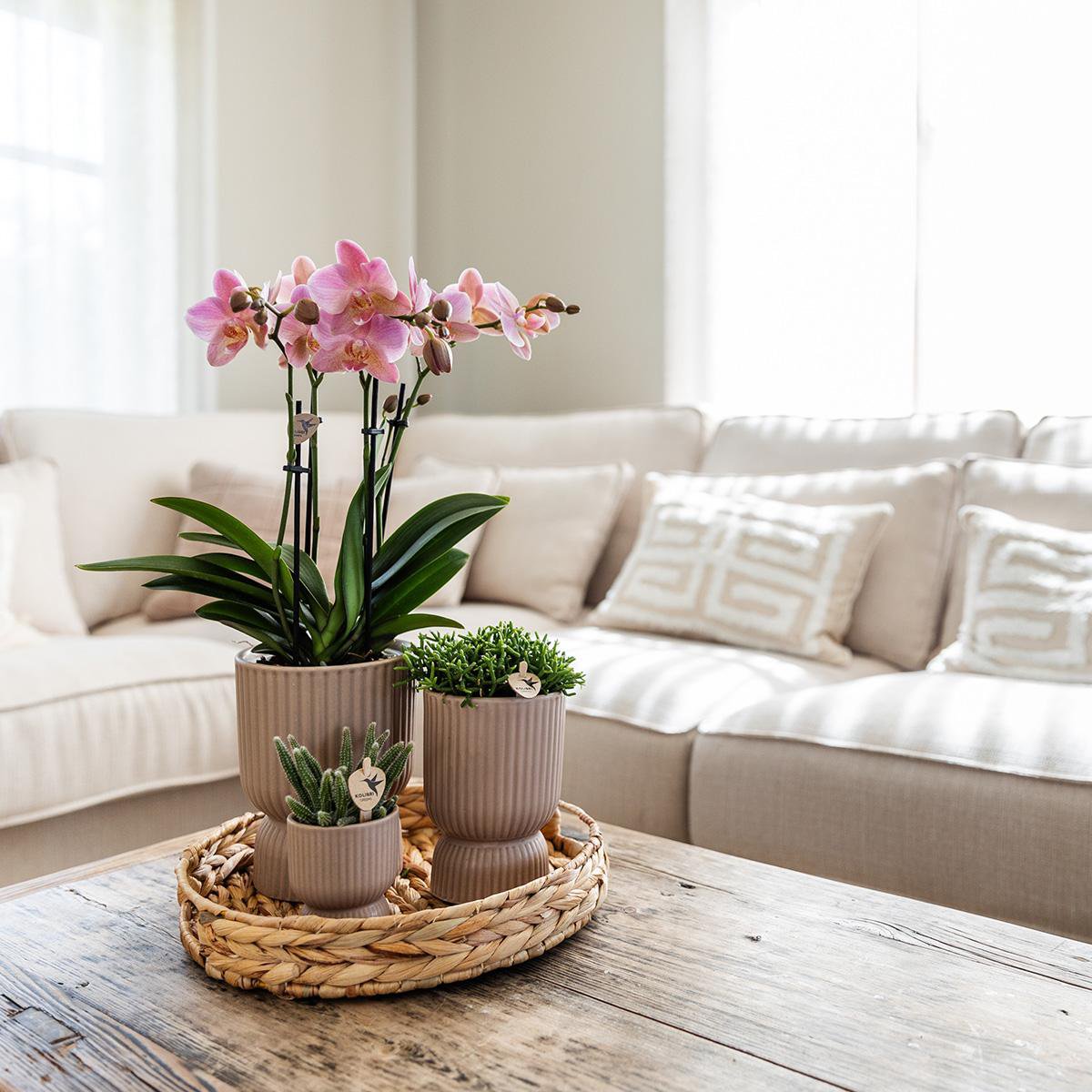 Gele Phalaenopsis orchidee Elegance pot sand potmaat Ø9cm