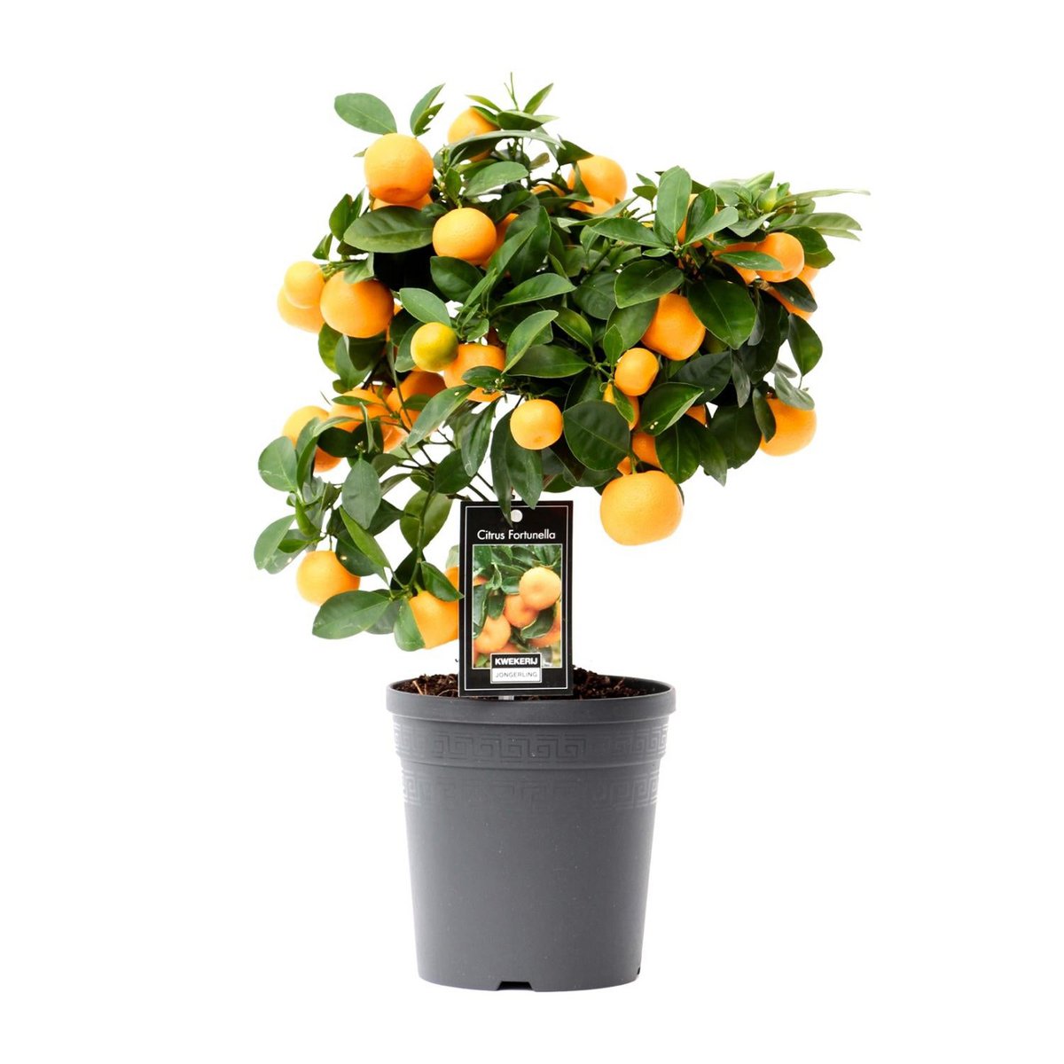 Citrus Calamondin - Ø15cm - ↕40cm Geurende Kamerplant met Vruchtenpotentieel Luchtzuiverend