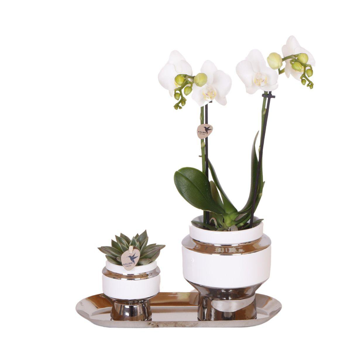 Luxe Set van witte orchidee en Succulent op zilveren dienblad