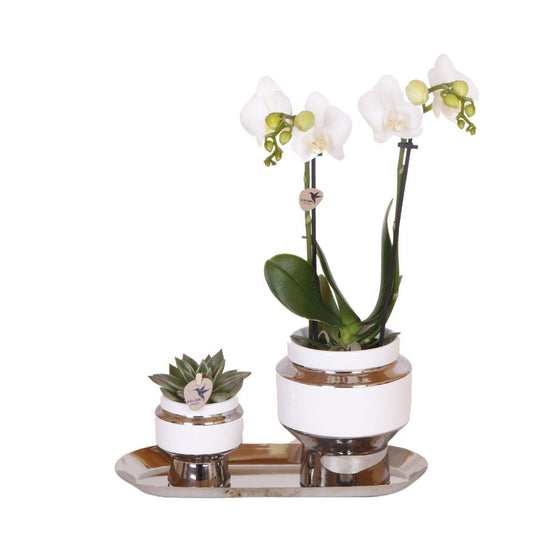 Luxe Set van witte orchidee en Succulent op zilveren dienblad