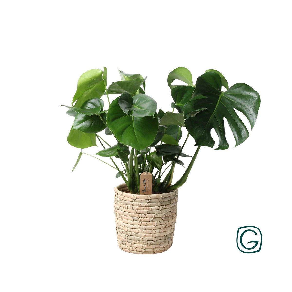 Monstera in rotan Look Siermand Ø21cm - ↕60 cm