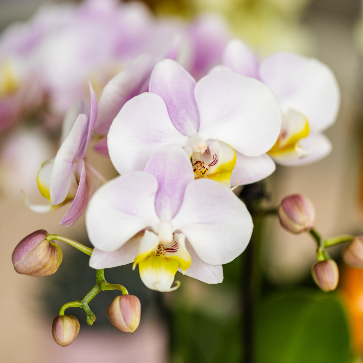 Roze phalaenopsis orchidee Portugal potmaat Ø9cm