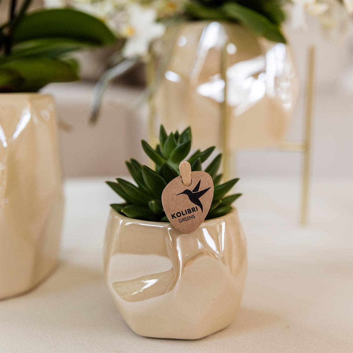 Serene White Set van 5 planten in pot Ø9cm & Ø6cm