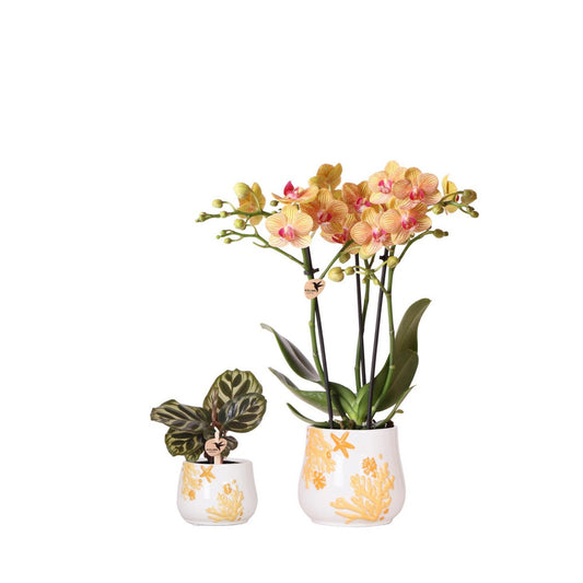 Plantenset Summer Ocean Oranje Set met oranje Phalaenopsis orchidee Ø9cm en groene palnt Calathea Ø6cm in keramieken sierpotten