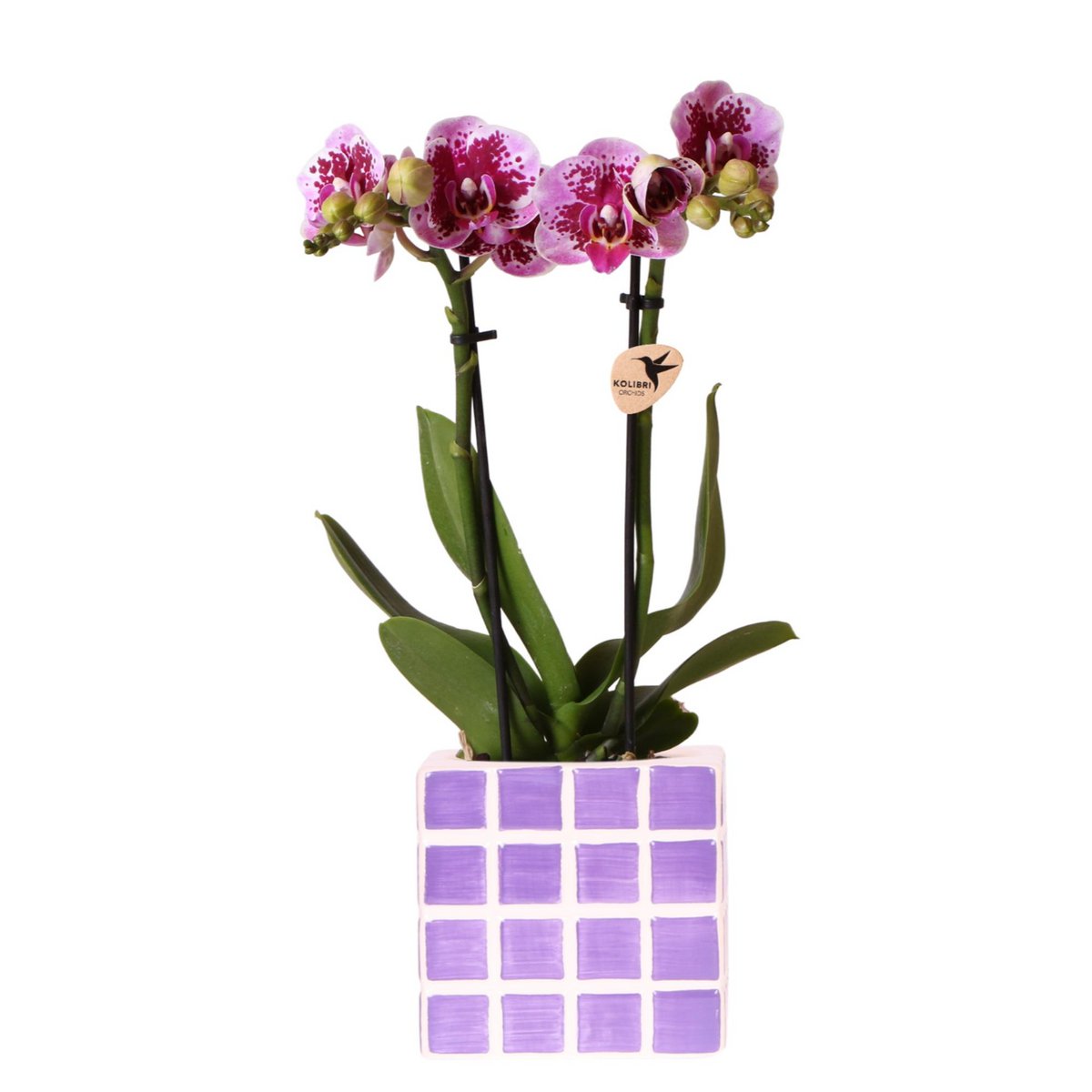 Paarse phalaenopsis orchidee in Lila Cube sierpot Ø9cm