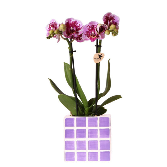 Paarse phalaenopsis orchidee in Lila Cube sierpot Ø9cm