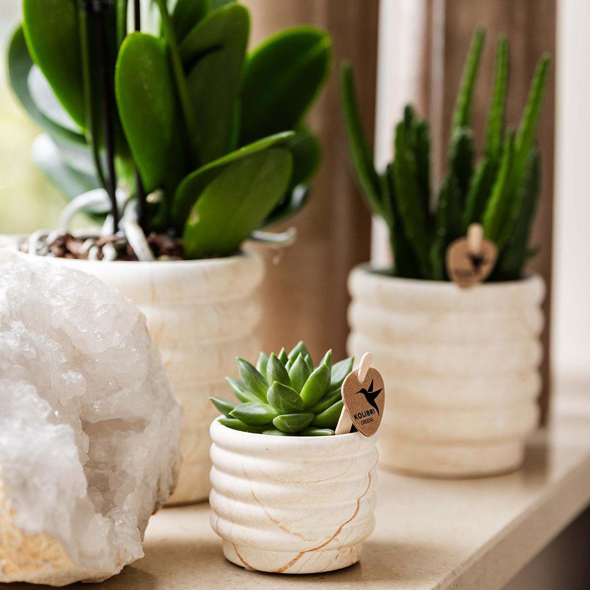 Plantenset Marble Set Witte Phalaenopsis Orchidee Lausanne en Succulent incl. keramieken sierpotten op wit organisch dienblad