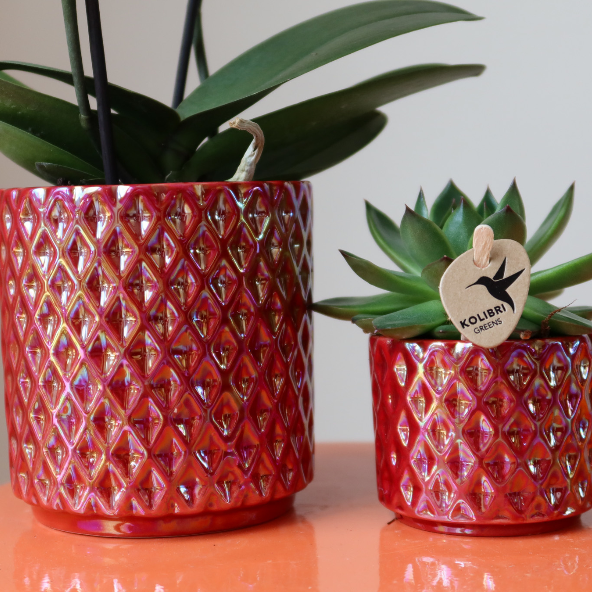 Rode phalaenopsis orchidee Ruby Pot rood potmaat Ø9cm