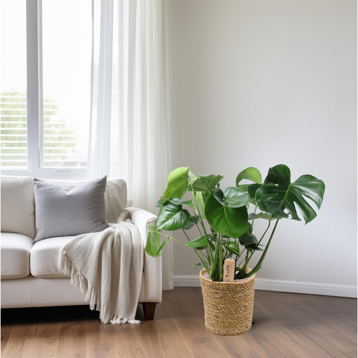 Monstera Gatenplant in siermand natural Ø21 cm – ca. 60 cm hoog