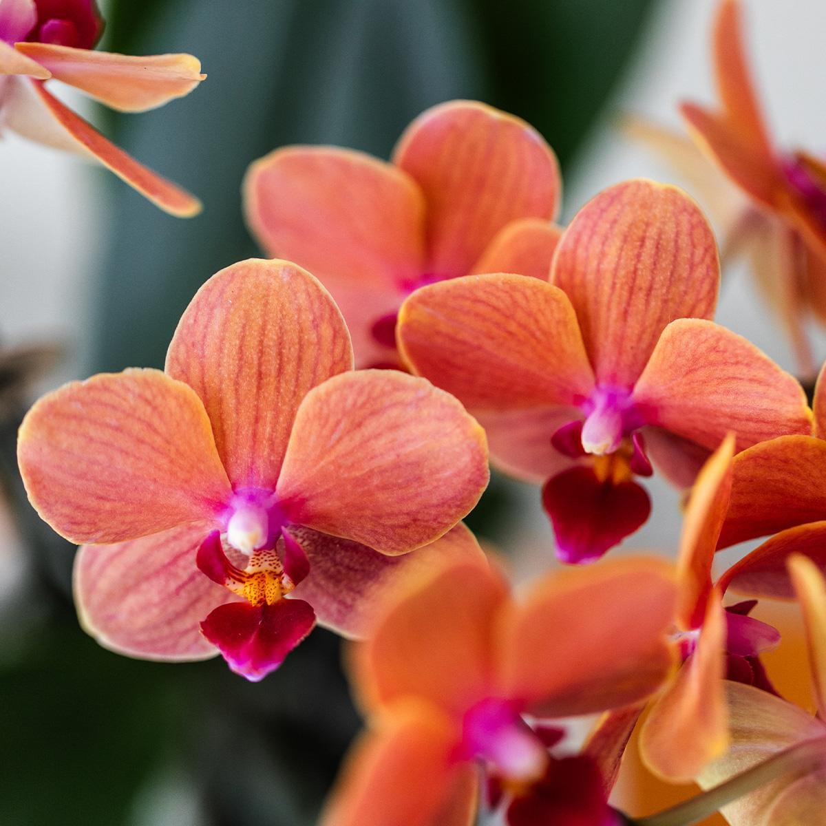 Oranje Phalaenopsis orchidee Bubble pot White potmaat Ø9cm