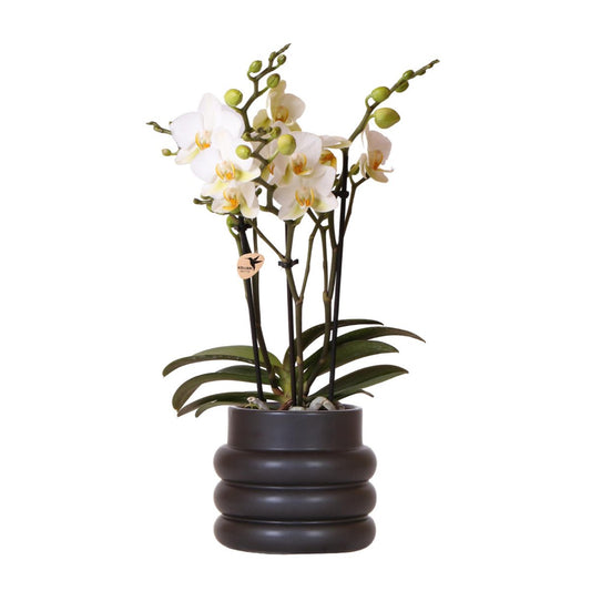 Witte phalaenopsis orchi  Bubble pot Black potmaat Ø9cm