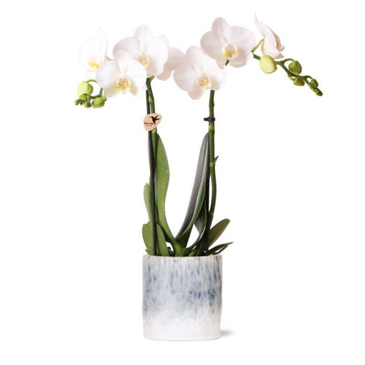 Witte Phalaenopsis orchidee in Daydream sierpot Ø9cm
