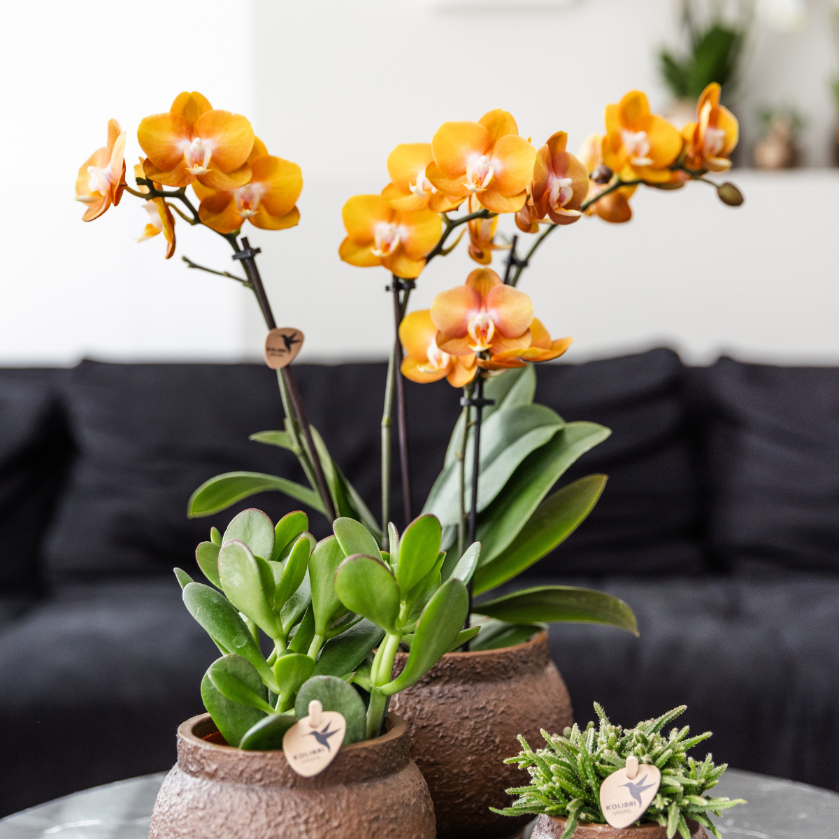 Bundel van 4 gele Phalaenopsis orchideeën potmaat Ø12cm