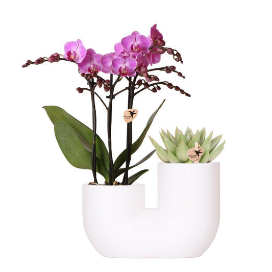 Set van roze orchidee en succulent in Tube sierpot wit potmaat Ø9cm