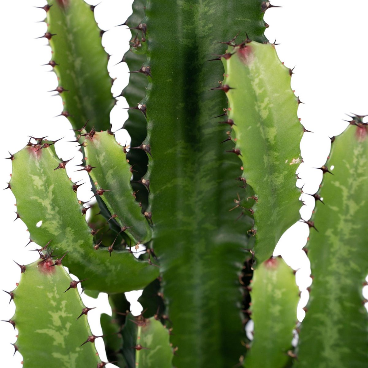 Euphorbia Acruensis Cactus Ø24cm - ↕60cm