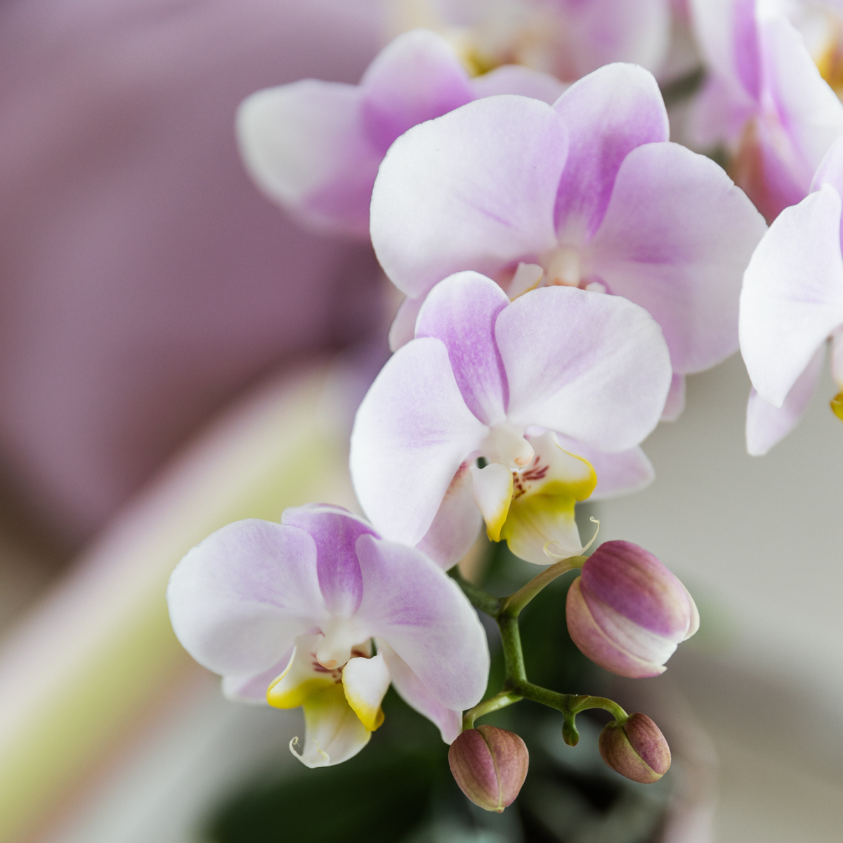 Gift set Summer Pink Blush Groene plant met roze Phalaenopsis orchidee