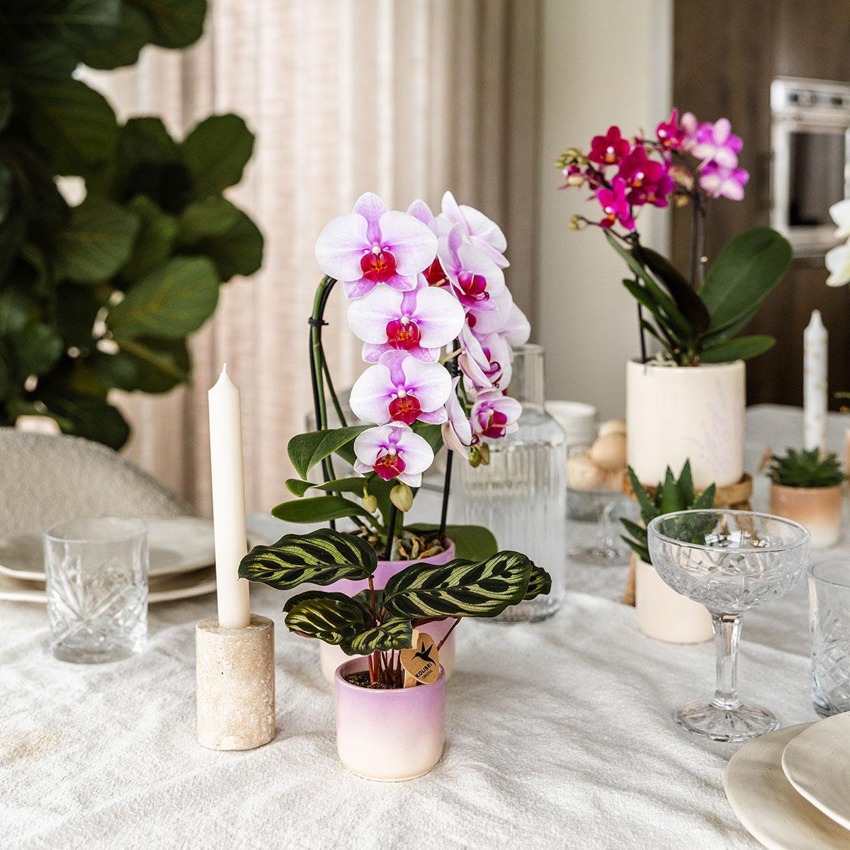 Pink Orchid Ombre Pot Pink White Ø9cm