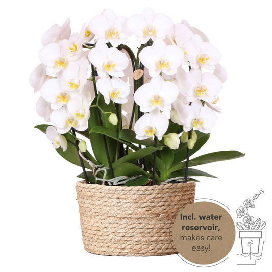 Witte orchideeënset in Rieten Mand incl. waterreservoir