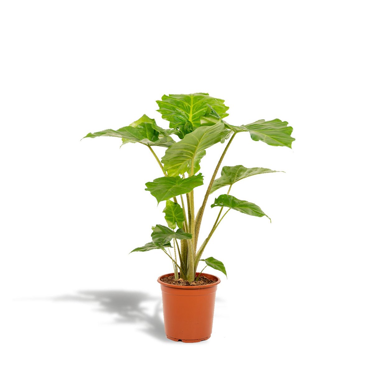 Alocasia Portodora Ø21cm - H80cm