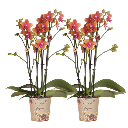Bundel van 2 geurende oranje Phalaenopsis orchideeën potmaat Ø12cm