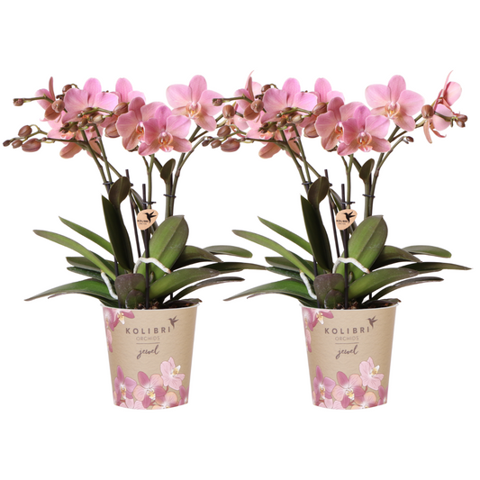 Bundel van 2 oud roze Phalaenopsis orchideeën potmaat Ø12cm