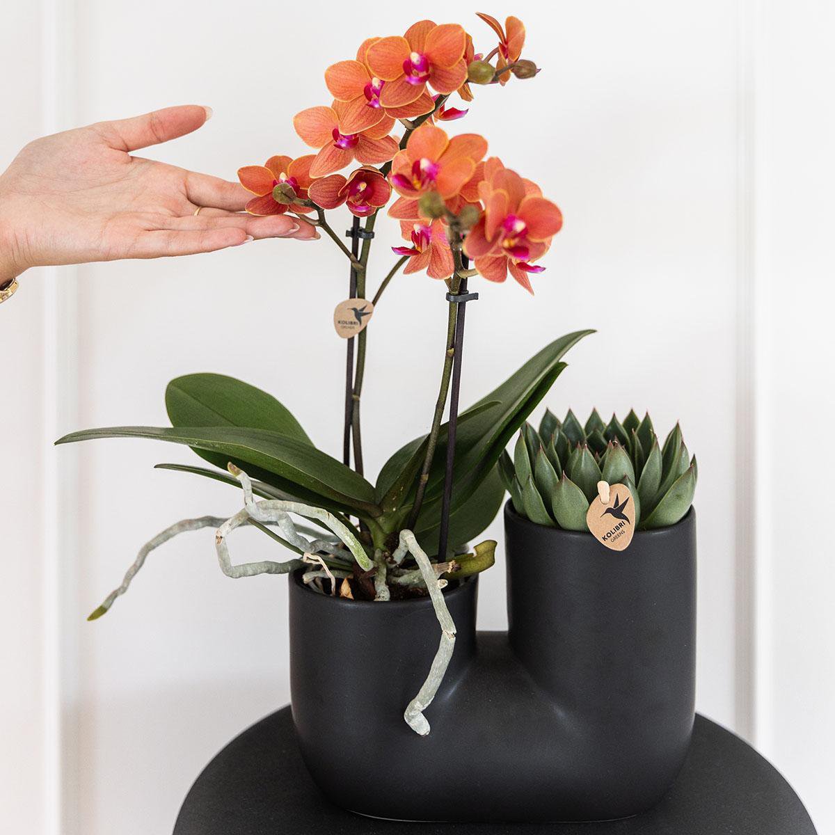 Set van oranje orchidee en succulent in Tube sierpot black potmaat Ø9cm