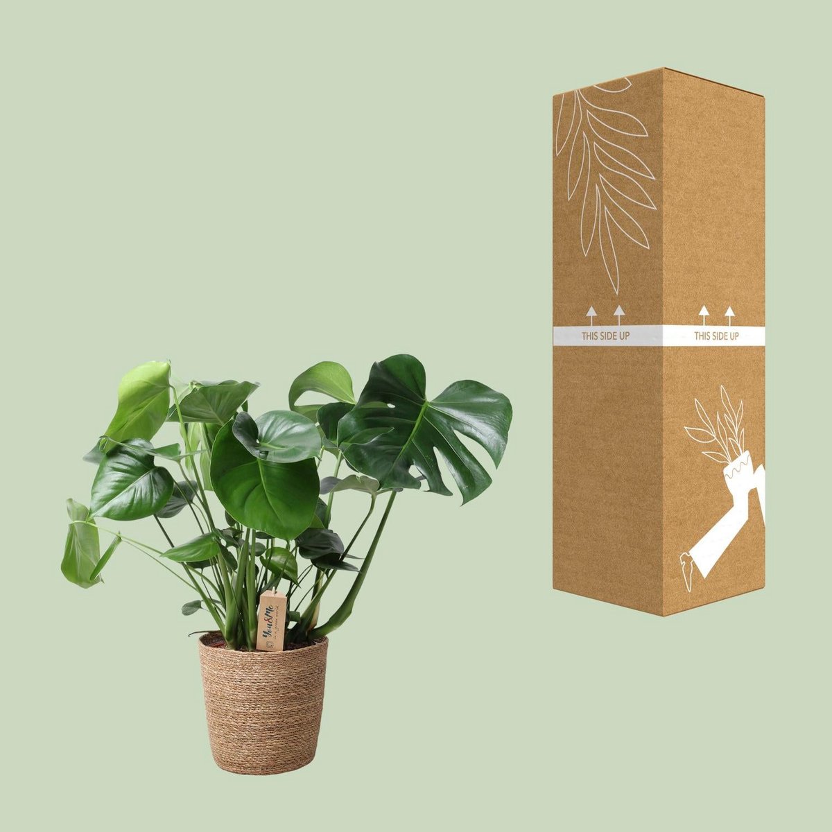 Monstera Gatenplant in siermand natural Ø21 cm – ca. 60 cm hoog