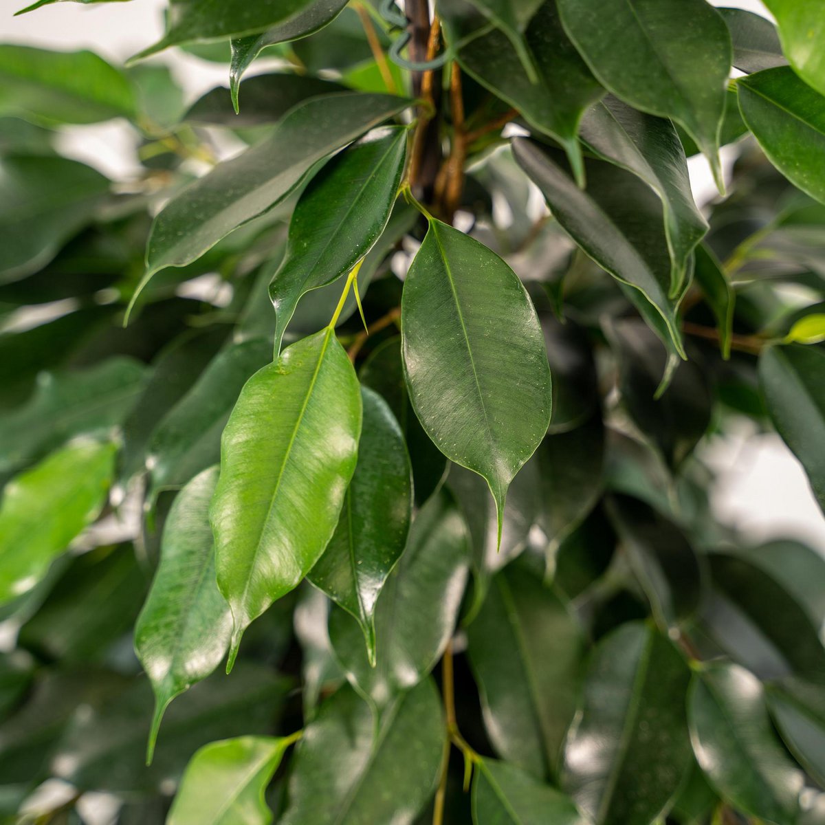 Ficus benjamina Danielle Ø21cm - H95cm