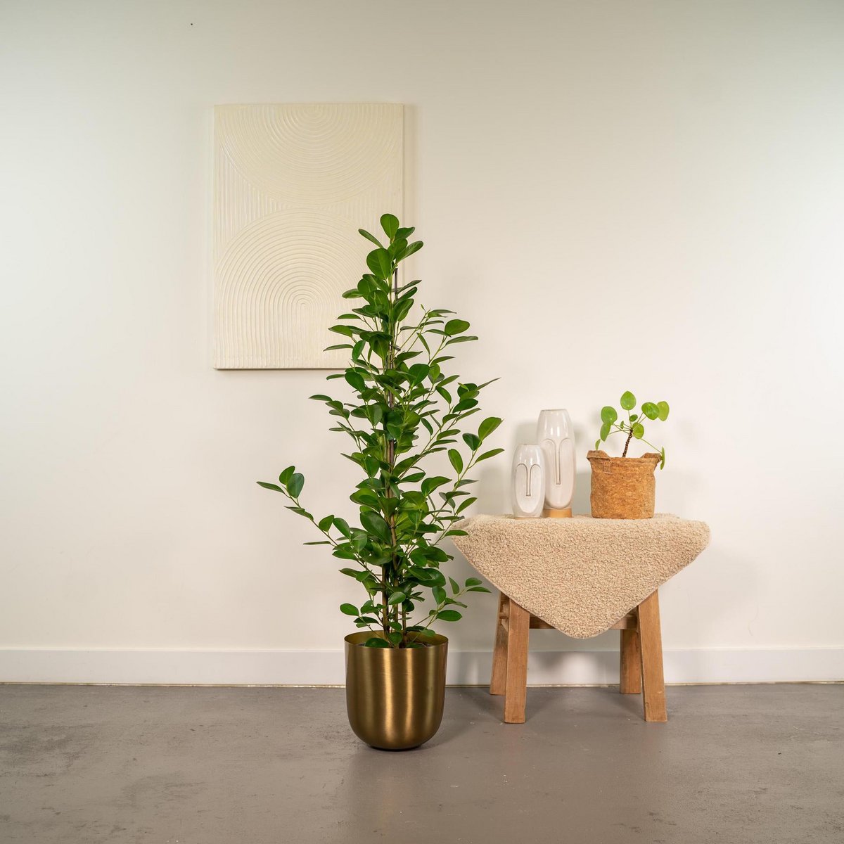 Ficus microcarpa Moclame Ø21cm - H95cm