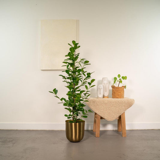 Ficus microcarpa Moclame Ø21cm - H95cm